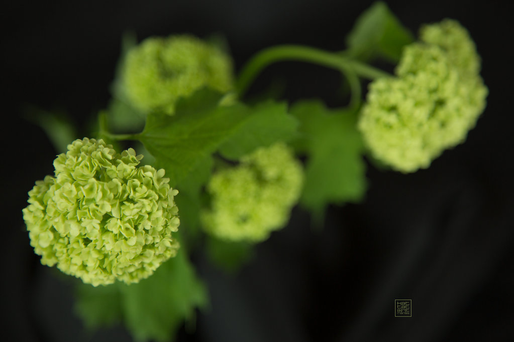 green Hortensia