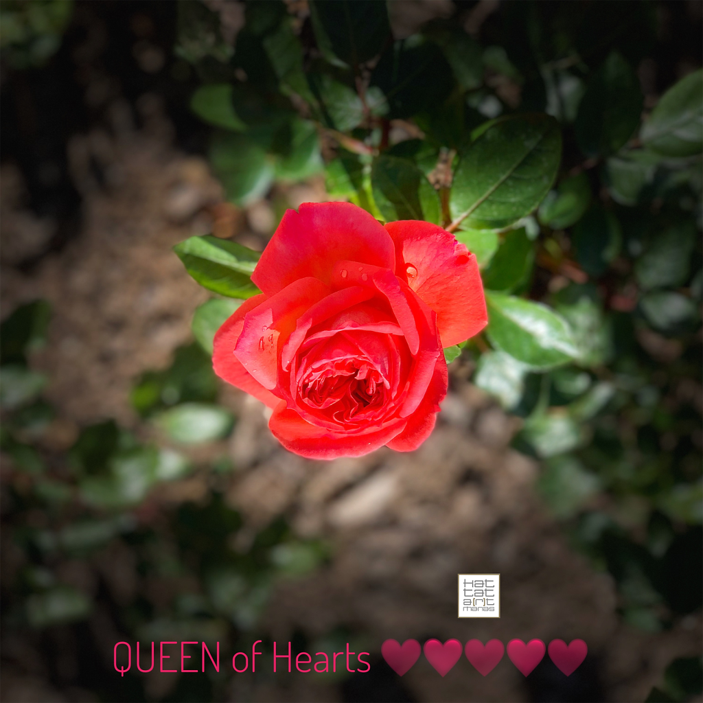 queen of hearts 