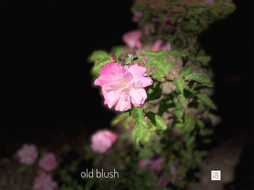 old blush