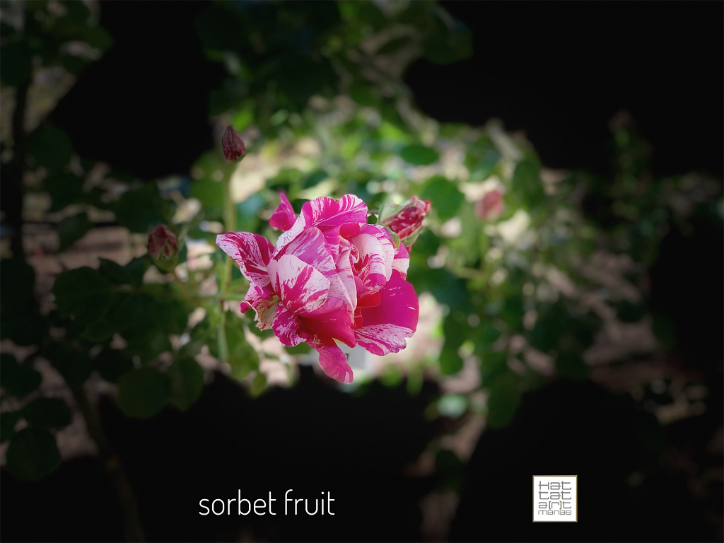 sorbet fruit