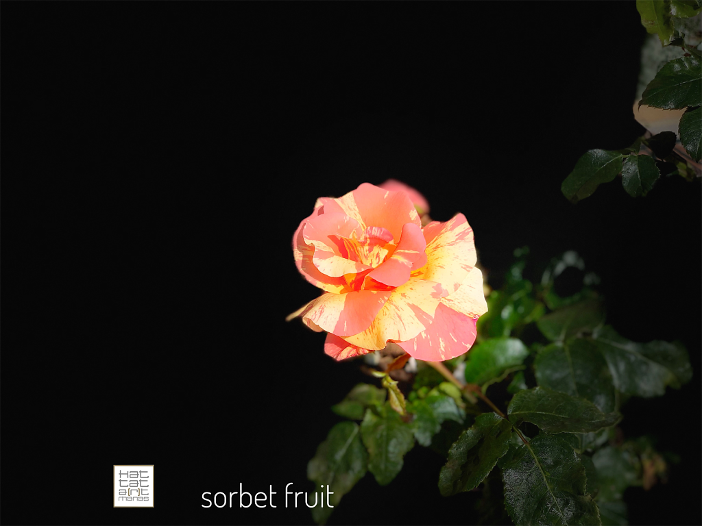 sorbet fruit
