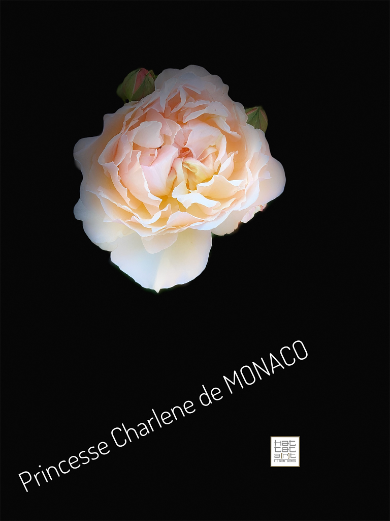 princesse Charlene de  Monaco