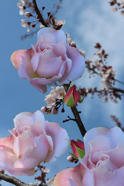 flower composition